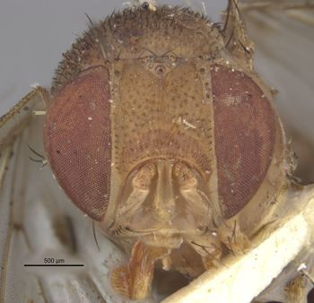 Media type: image;   Entomology 7856 Aspect: head frontal view